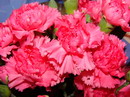 Dianthus Caryophyllus